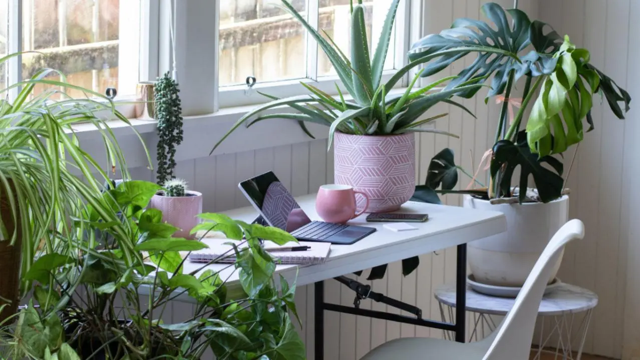 Plants Improve Indoor Air Quality
