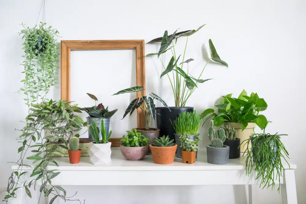 Unique Plants For Rent