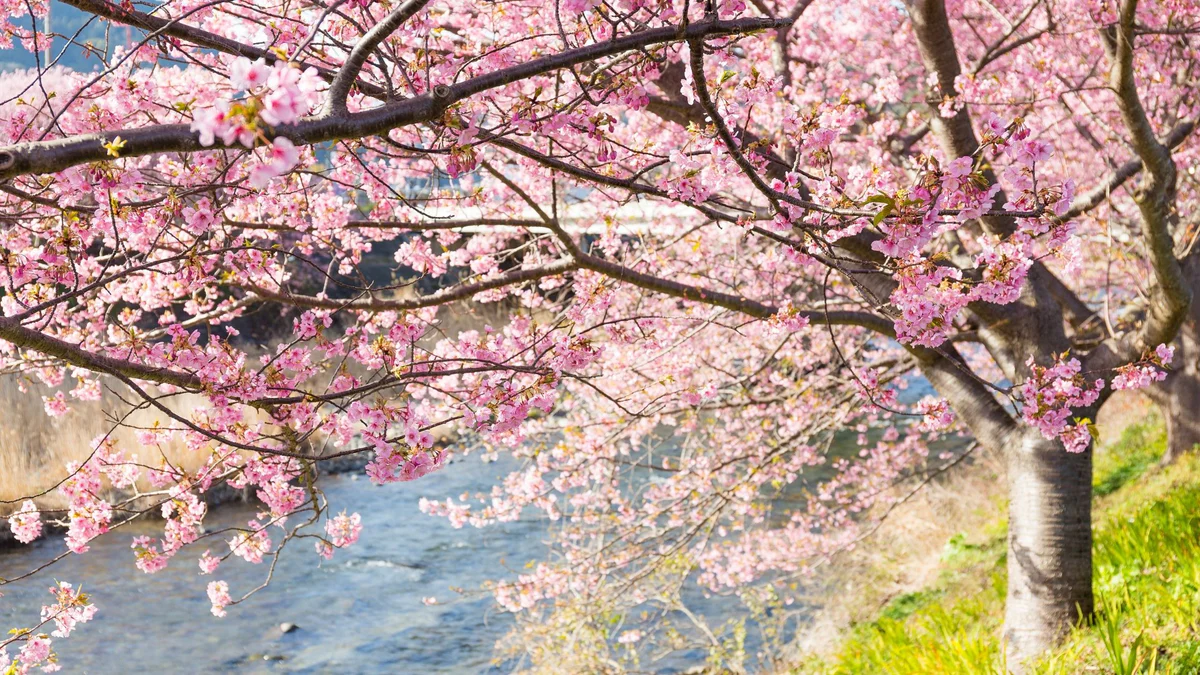 perfect-cherry-blossom-tree-for-your-event