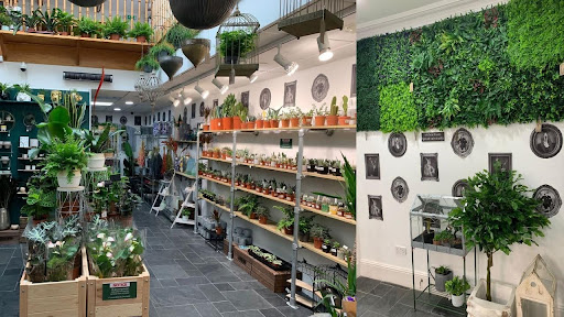 how-plants-on-hire-can-enhance-your-retail-space