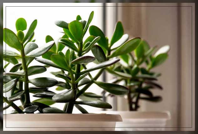 Plant Rentals for Cocktail Parties