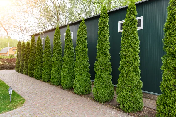 Tall Plants to Create Event Privacy