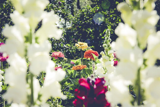 The Best Flowering  Plants to Add Color to Your Events